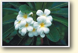 photo_frangapani